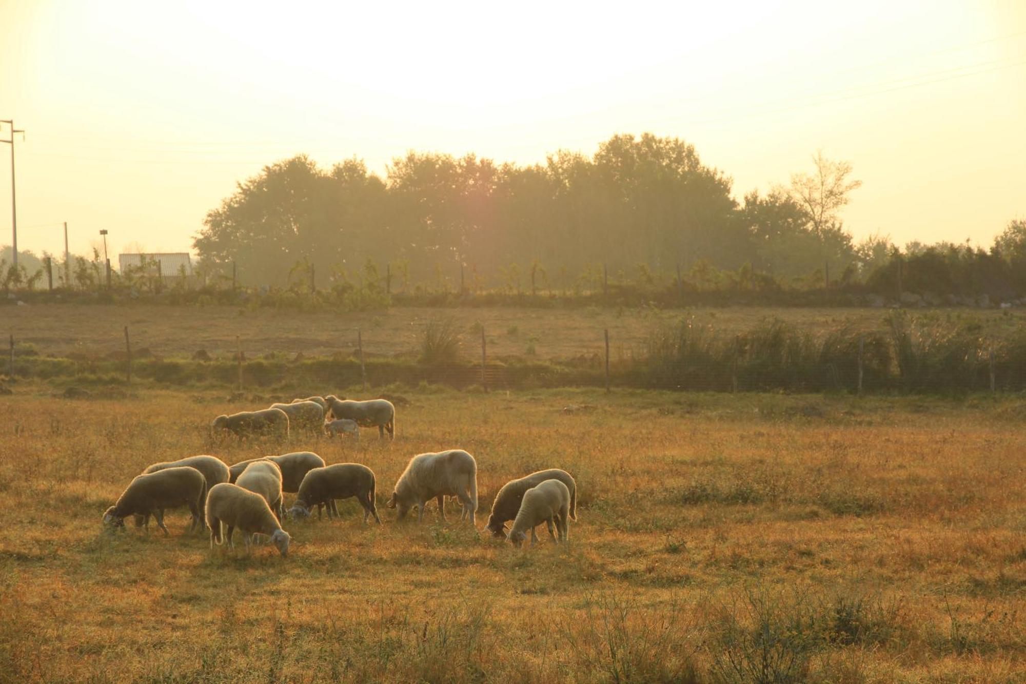 Agriturismo Locanda Pantanello بيتيجليانو المظهر الخارجي الصورة